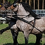Schlesischer_Noriker-G2_2a(2)
