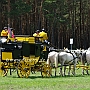 Saechsisches_Reitpferd-G2_5a(4)