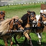 Shetland_Pony-G2_5a(10)