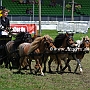 Shetland_Pony-G2_5a(14)