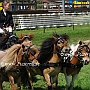 Shetland_Pony-G2_5a(9)