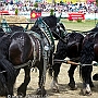 Percheron_G2_6a1(8)