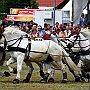 Percheron_G2_4a1(10)