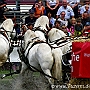 Percheron_G2_4a1(15)