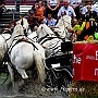 Percheron_G2_4a1(16)