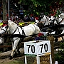 Percheron_G2_4a1(17)