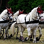 Percheron_G2_4a1(4)