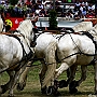 Percheron_G2_4a1(5)