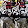 Percheron_G2_4a1(8)