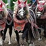 Sueddeutsches_Kaltblut_G4a1(15)