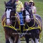 Shire_Horse-G12a(2)