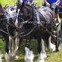 Shire_Horse-G12a(3)