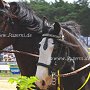 Shire_Horse-G12a(7)