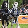 Shire_Horse-G2a(7a)