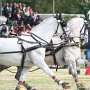 Lipizzaner_WMG4a(10)