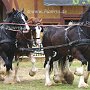 Shire_Horse-G4a(1)