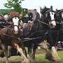 Shire_Horse-G4b(1)