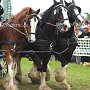 Shire_Horse-G4b(3)