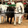 Shetland_Pony-G6b(1)