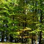 Baum_und_Holz3(12)