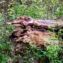 Baum_und_Holz3(5)