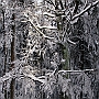 Baum_und_Holz6(2)