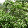 Wald(3)