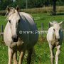 American_Saddlebreed_Horse217(4)