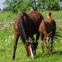 American_Saddlebreed_Horse217(5)