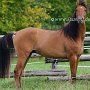BLM-Mustang1(10)
