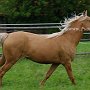 BLM-Mustang1(121)