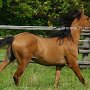 BLM-Mustang1(77)