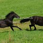 Bosnisches_Gebirgspferd1(50)
