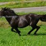 Bosnisches_Gebirgspferd1(87)