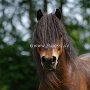 Dartmoor_Pony86(11)
