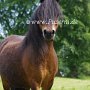 Dartmoor_Pony86(15)