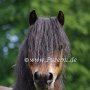 Dartmoor_Pony86(17)
