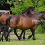 Dartmoor_Pony86(18)