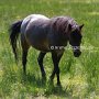 Dartmoor_Pony86(24)
