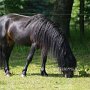 Dartmoor_Pony86(29)