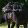 Dartmoor_Pony86(31)