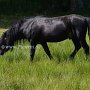 Dartmoor_Pony86(34)