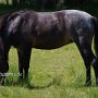 Dartmoor_Pony86(35)