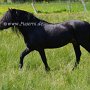 Dartmoor_Pony86(37)