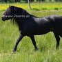 Dartmoor_Pony86(40)