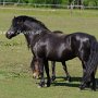 Dartmoor_Pony86(44)