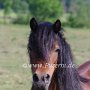 Dartmoor_Pony86(45)