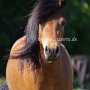 Dartmoor_Pony86(46)
