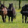 Dartmoor_Pony86(47)
