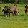 Dartmoor_Pony86(50)